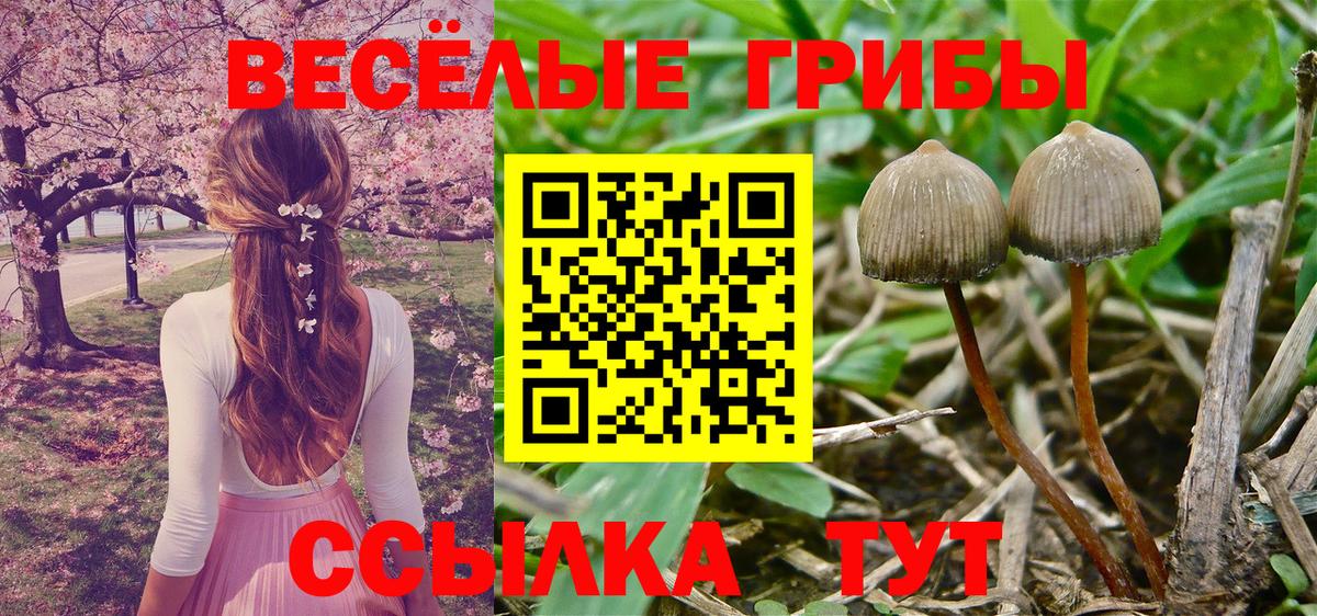 Псилоцибиновые грибы мицелий Ливны